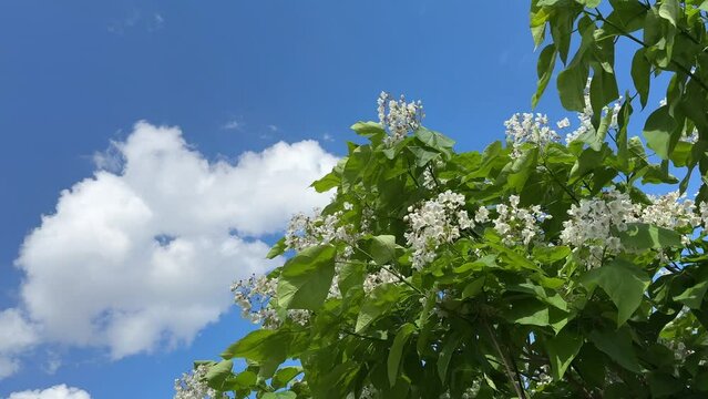 Catalpa bignonioides flowering tree against sky clouds.