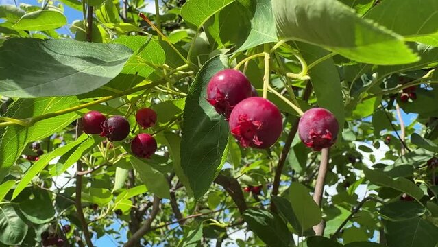 Berries on Apple Serviceberry Amelanchier grandiflora tree