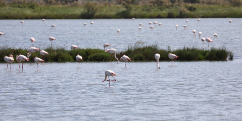 pink flamingos forage for food in the water of  pond while others rest on one leg