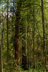 Large oak tree in the wild, forest area
