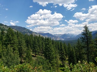 Idaho Pines