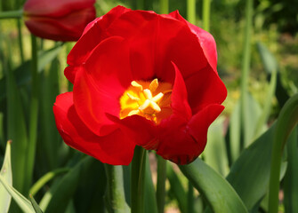 blooming red tulip in a Dutch flowerbed in spring