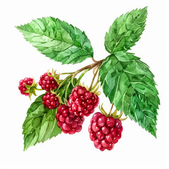 Vibrant Red Raspberry with Green Leaves   Watercolor Illustration on White Background