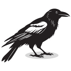Crow silhouettes and icons. Black flat color simple elegant white background Manatee animal vector and illustration.