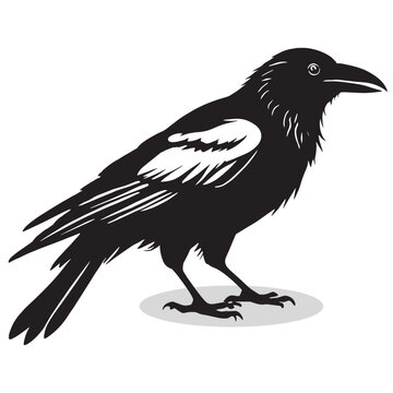 recommend clip art: Crow silhouettes and icons. Black flat color simple elegant white background Manatee animal vector and illustration.