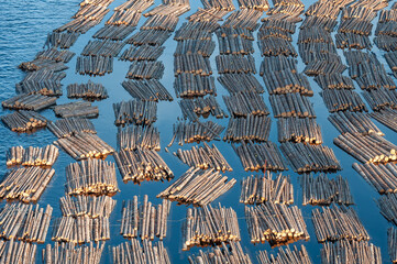 Transportation of wood by water. Raw logs floating down the river. Tugboat pulling log boom....