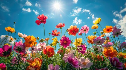 Fototapeta premium Floral Tapestry A vibrant tapestry of colorful flowers blooms under a brilliant blue sky Sunlight bathes the scene in a warm glow, creating a cheerful and captivating springtime spectacle