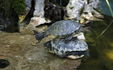 Two turtles one on top of another on a stone near the water 