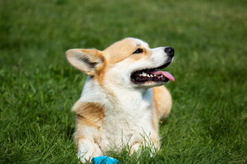 Corgi puppy at a photo shoot, Funny Pets.