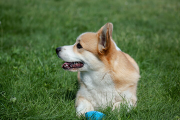 Corgi puppy at a photo shoot, Funny Pets.