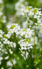 Beautiful close-up of armoracia rusticana