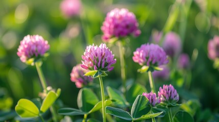 Fototapeta premium Vibrant crimson clover blossoms amidst lush greenery.