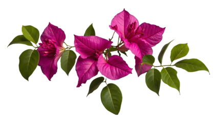 Bougainvillea Flower Plant Isolated on Transparent Background 