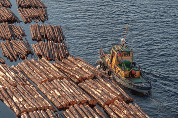 Transportation of wood by water. Raw logs floating down the river. Timber rafts, logging. Tugboat...
