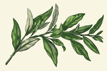 Hand Drawn Ruscus Sprig with Green Leaves Botanical Illustration