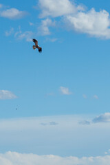 eagle in the cloudy Wyoming sky