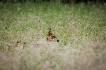 wild deer in the fields