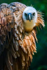 majestic vulture in a portrait 