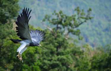blue buzzard with open wings in flight