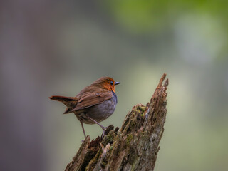 森の中で枯れ木に留まっているコマドリの雄