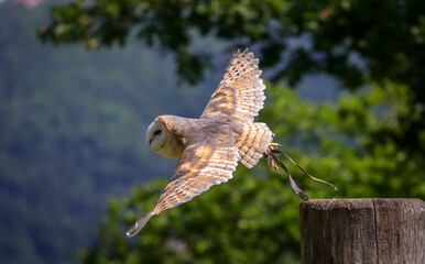 portrait of a barn owl in flight