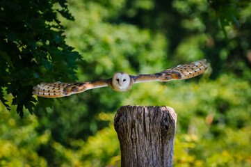 barn owl in flight in the forest