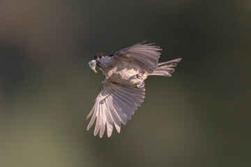 Marsh tit in flight leaving the nest in Alonsotegi, Bizkaia