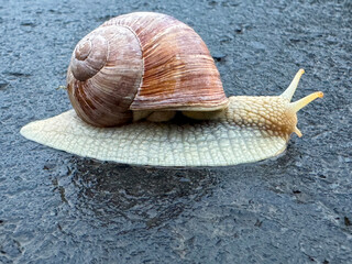  snail on the road