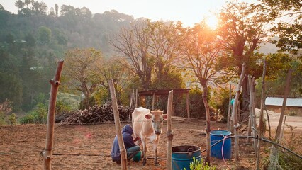 Scene of a farmer milking a cow in the yard of his house during the morning.