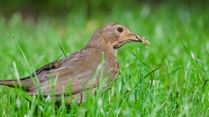 Turdus merula aka Eurasian or Common blackbird female in the grass with worms in the beak. Feeding...