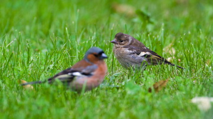 Fringilla coelebs aka Common Chaffinch. Baby bird and his parent in the grass.