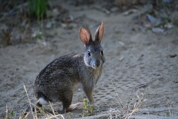 rabbit in the woods