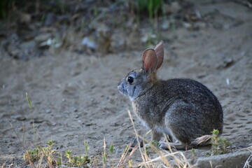rabbit in the grass