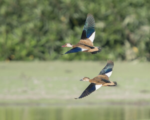 Obraz premium Amazonetta brasiliensis