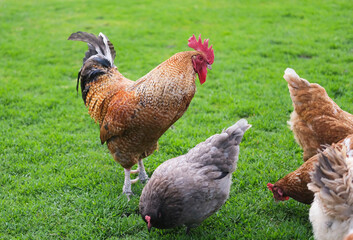 Rooster and chickens walk on an agricultural farm. Free-range chickens in a farmyard.