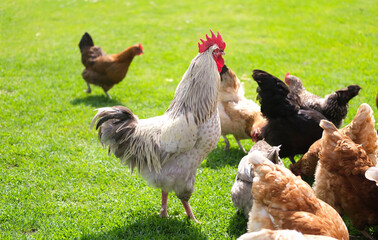 Rooster and chickens walk on an agricultural farm. Free-range chickens in a farmyard.