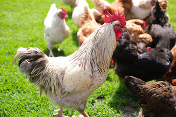 Rooster and chickens walk on an agricultural farm. Free-range chickens in a farmyard.