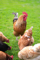 Rooster and chickens walk on an agricultural farm. Free-range chickens in a farmyard. Vertical image.