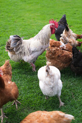 Rooster and chickens walk on an agricultural farm. Free-range chickens in a farmyard. Vertical image.