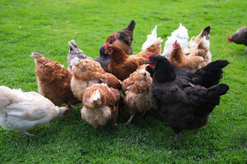 Rooster and chickens walk on an agricultural farm. Free-range chickens in a farmyard.