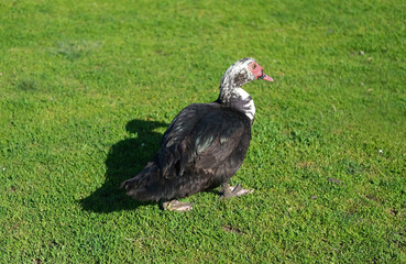 Large musky duck on green grass. A male Indo duck strides gracefully in a rural yard. Domestic bird.
