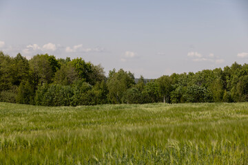 a field with green unripe barley in spring in windy weather