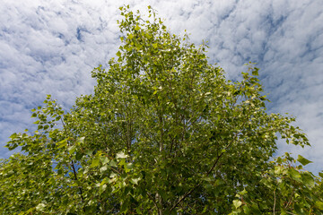birch tree with green foliage in windy weather