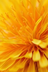 Photographing dandelion macro