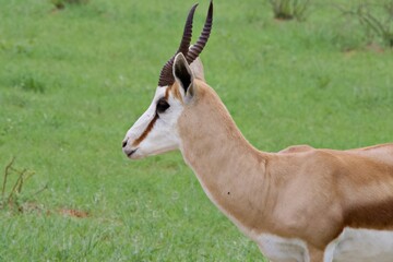 Impala in Namibia
