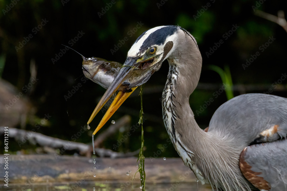 Sticker Great blue heron (Ardea herodias) fishing