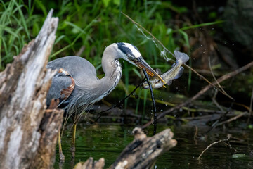 Great blue heron (Ardea herodias) fishing