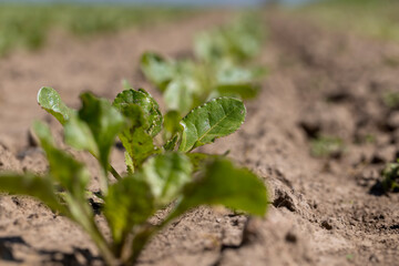 a field with white beetroot for the production of white beet sugar