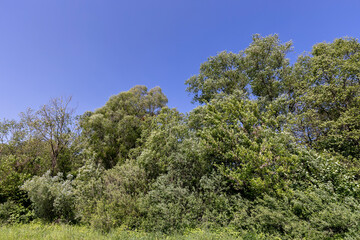 deciduous trees in windy weather in swaying foliage