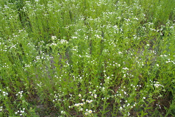 field of wild daisies, natural background.